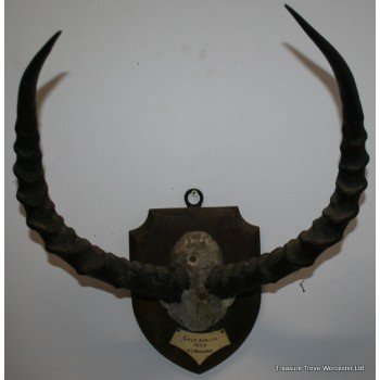 Edwardian East Africa Mounted Antlers