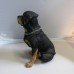 Hand Crafted & Painted Resin Rocky-Rotweiler