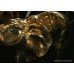 Highly Polished Solid Brass Elephant