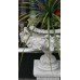 Pair of White Ram's Head Classical Style Garden Urns on Stands