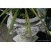 Pair of White Ram's Head Classical Style Garden Urns on Stands