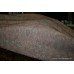 Roll of Axminster Antique Style Carpet 24 x 13 feet