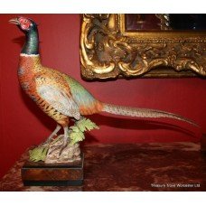 Royal Worcester Ringneck Pheasant Cock by Ronald van Ruyckevelt