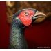 Royal Worcester Ringneck Pheasant Cock by Ronald van Ruyckevelt