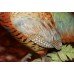 Royal Worcester Ringneck Pheasant Cock by Ronald van Ruyckevelt