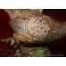 Royal Worcester Ringneck Pheasant Hen by Ronald van Ruyckevelt