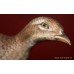 Royal Worcester Ringneck Pheasant Hen by Ronald van Ruyckevelt