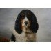 Springer Spaniel Oil on Canvas Painting