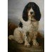 Springer Spaniel Oil on Canvas Painting