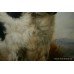 Springer Spaniel Oil on Canvas Painting
