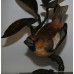 Albany "Hawfinch" Limited Edition Porcelain on Bronze Bird