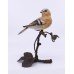 Albany Worcester County Birds Porcelain & Bronze Chaffinch