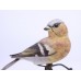 Albany Worcester County Birds Porcelain & Bronze Chaffinch