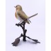 Albany Worcester County Birds Porcelain & Bronze Robin