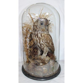 Antique Domed Taxidermy Tawny Owl