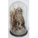 Antique Domed Taxidermy Tawny Owl