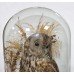 Antique Domed Taxidermy Tawny Owl