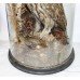Antique Domed Taxidermy Tawny Owl