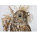 Antique Domed Taxidermy Tawny Owl