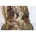 Antique Domed Taxidermy Tawny Owl
