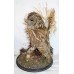 Antique Domed Taxidermy Tawny Owl