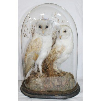 Antique Domed Taxidermy Pair of Barn Owls