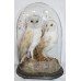 Antique Domed Taxidermy Pair of Barn Owls