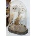 Antique Domed Taxidermy Pair of Barn Owls