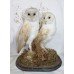 Antique Domed Taxidermy Pair of Barn Owls