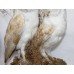 Antique Domed Taxidermy Pair of Barn Owls