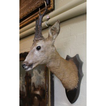 Antique Victorian Mounted Head Taxidermy Roe Deer