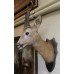 Antique Victorian Mounted Head Taxidermy Roe Deer