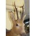 Antique Victorian Mounted Head Taxidermy Roe Deer