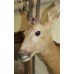 Antique Victorian Mounted Head Taxidermy Roe Deer