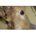 Antique Victorian Mounted Head Taxidermy Roe Deer