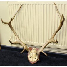 Victorian Antlers Set on Shield Mount