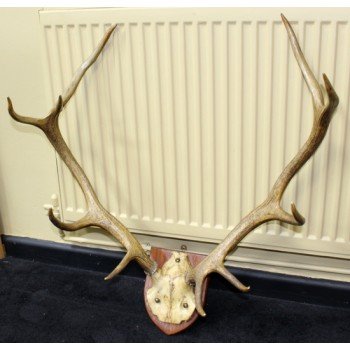 Victorian Antlers Set on Shield Mount