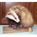Badger Stuffed Taxidermy on Plinth