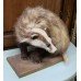 Badger Stuffed Taxidermy on Plinth