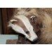 Badger Stuffed Taxidermy on Plinth