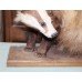 Badger Stuffed Taxidermy on Plinth