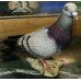 Beswick England Model '1383' Glazed Grey Pigeon
