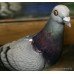 Beswick England Model '1383' Glazed Grey Pigeon