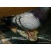 Beswick England Model '1383' Glazed Grey Pigeon