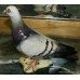 Beswick England Model '1383' Glazed Grey Pigeon