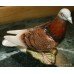 Beswick England Model '1383' Glazed Red Pigeon