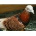 Beswick England Model '1383' Glazed Red Pigeon
