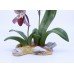 Boehm Lady's Slipper Orchid Limited Edition Flower 