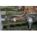 Capodimonte Tramp on Bench