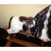 Quality Carved Wood Horseplay Dapple Grey Rocking Horse